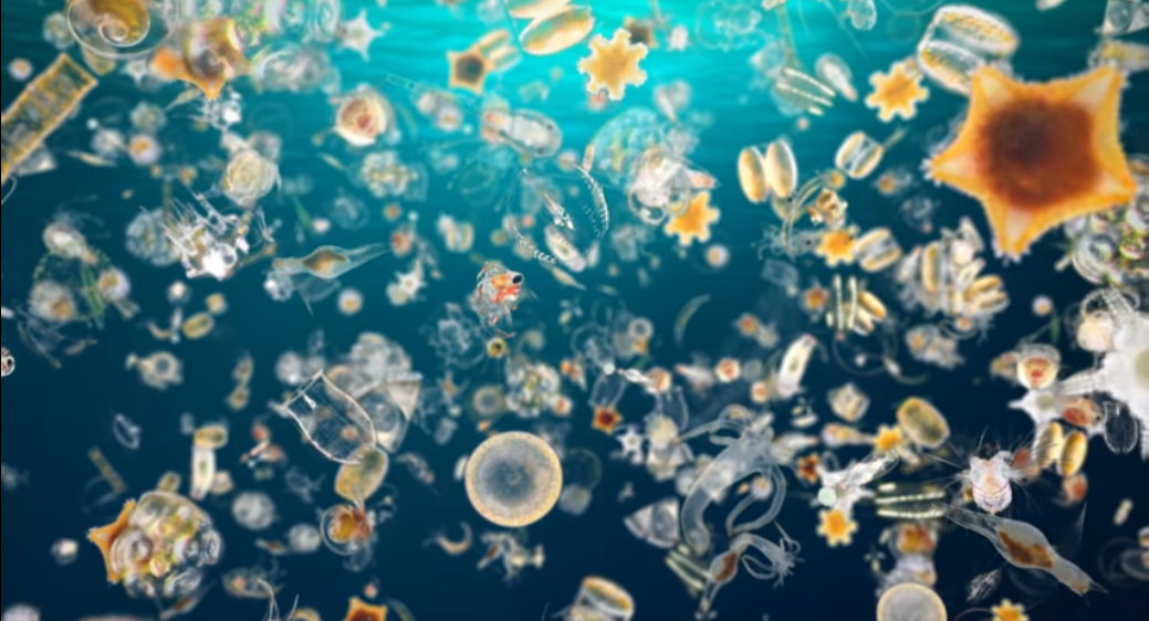 Биомасса фитопланктона в теплых морях больше. Фитопланктон нанопланктон зоопланктон. Пресноводный фитопланктон. Фитопланктон тетраселмис. Фитопланктон мирового океана.